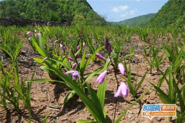 滇云圣堂白芨种植加盟门店