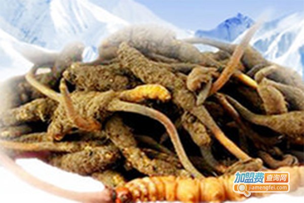 百灵冬虫夏草加盟费