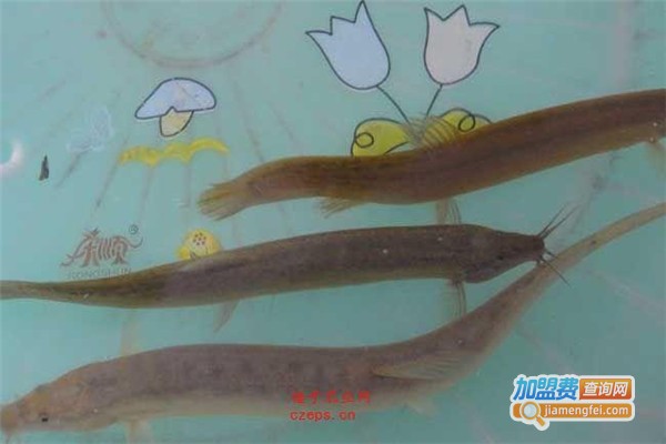 益辰泥鳅养殖加盟费