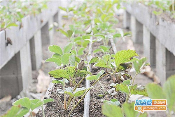 金盛芝堂种植加盟门店