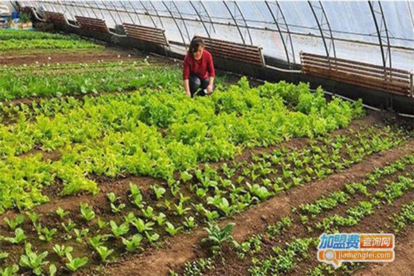 金盛芝堂种植加盟门店