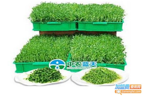 中农四季芽苗菜