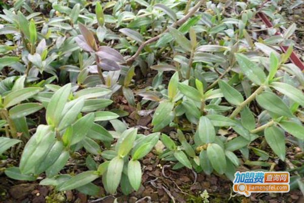 华夏本草石斛种植加盟门店