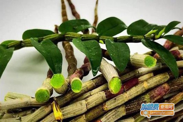 华夏本草铁皮石斛加盟门店
