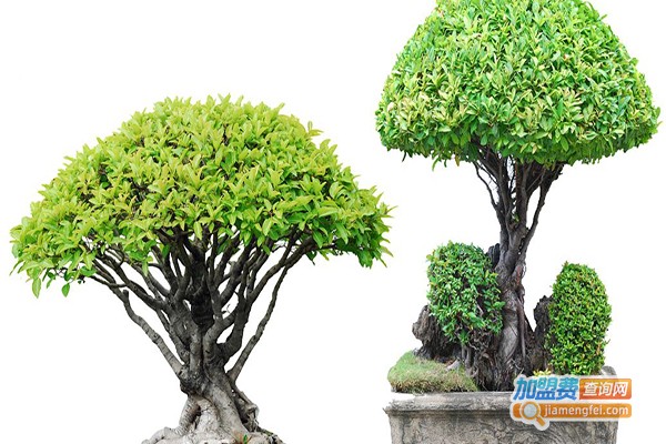 汇景轩仿真植物加盟门店