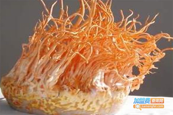 农科6号冬虫草加盟费