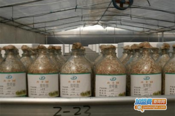 卉丰园天麻加盟费