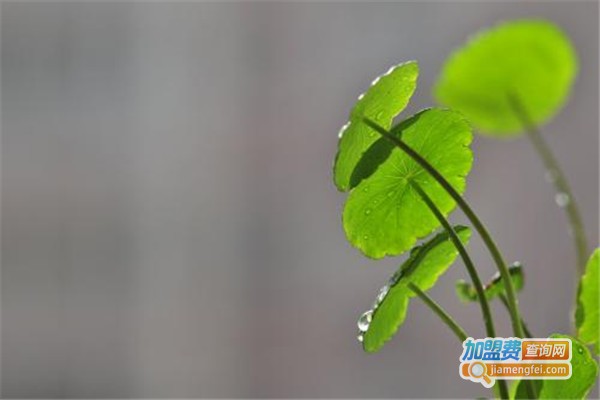 阳光雨露养殖加盟费