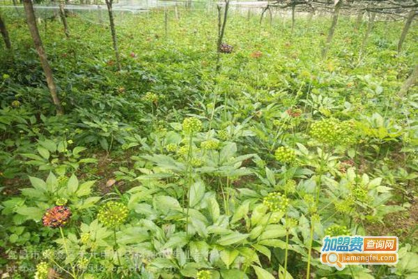 农普瑞天麻种植加盟门店