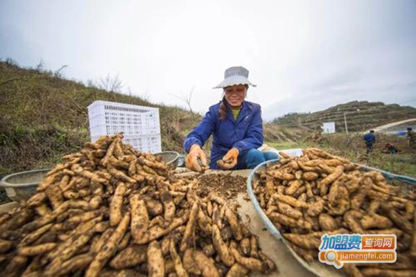 农普瑞天麻种植加盟门店