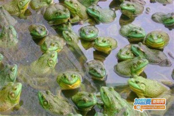蛙食界青蛙养殖加盟