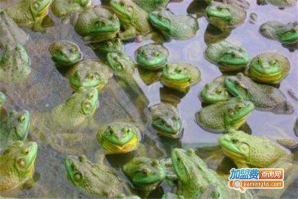 蛙食界青蛙养殖