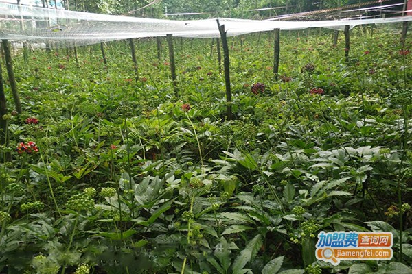 益民天麻种植加盟门店