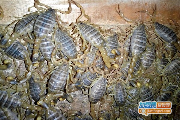 蝎王9号养殖加盟费