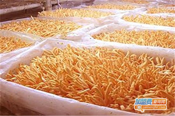 东方虫草养殖加盟费