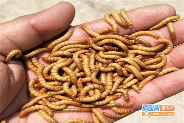 华农黄粉虫加盟费