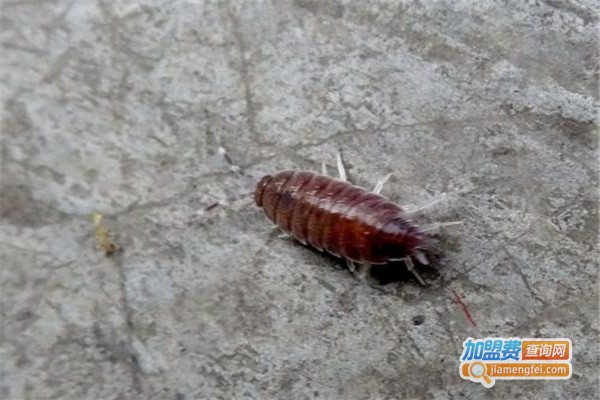 中华一号金元加盟费
