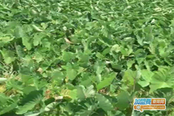 济民丰禾台湾贡芋种植加盟费
