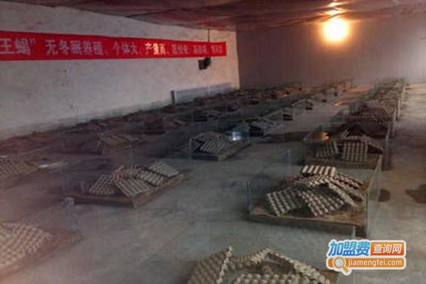 联邦9号蝎子养殖