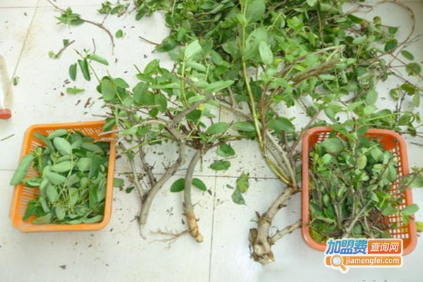 神农一号金银花加盟门店