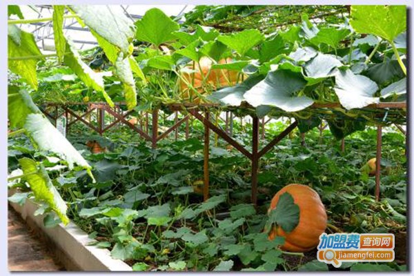 铭浩种植加盟门店
