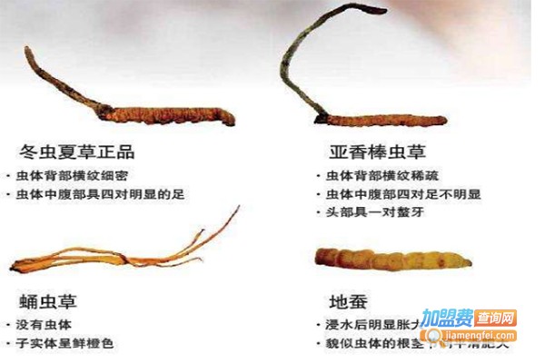 联益顺达冬虫夏草加盟费
