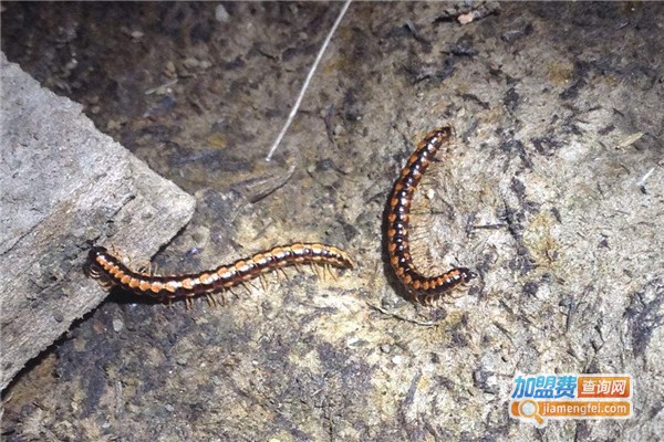 阳光8号蜈蚣养殖加盟费
