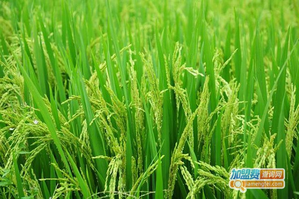 五常市新普里种植加盟门店