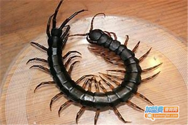 金虫九号金头蜈蚣