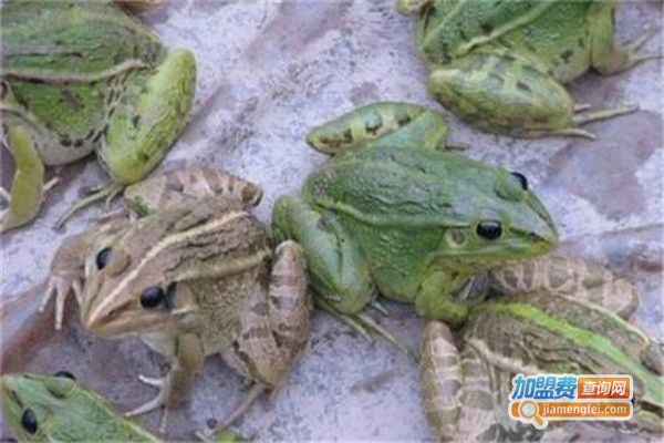 蛙食界青蛙养殖