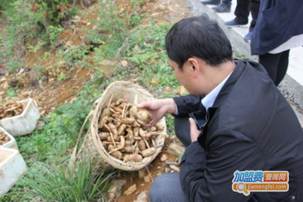 兴农1号杂交天麻