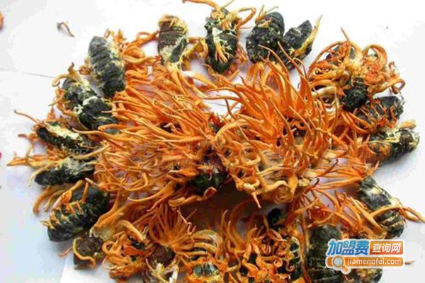 人工种植蛹虫草加盟门店