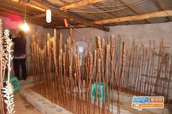 农普瑞天麻种植加盟门店