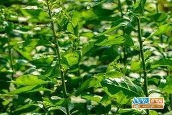 天泉种植加盟费