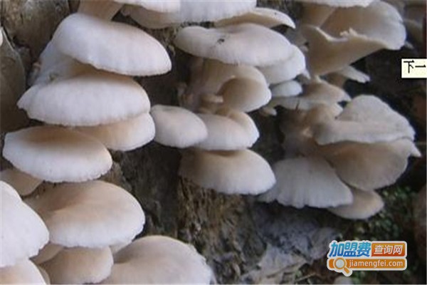 华宝6号食用菌加盟费