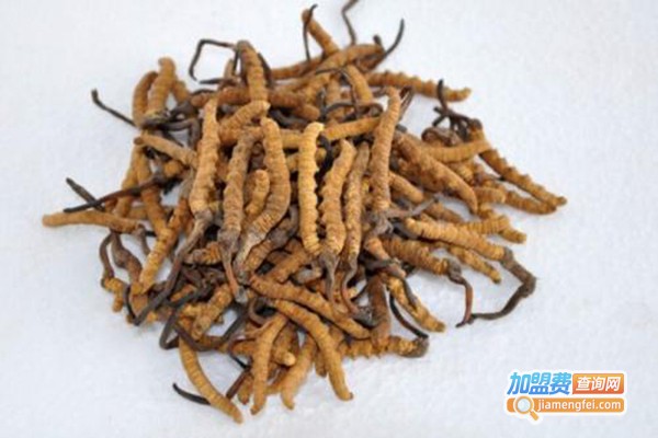 华中校创北虫草加盟门店