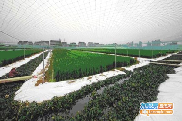 农聚源黑斑蛙泥鳅养殖加盟