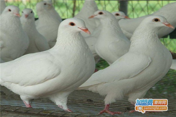 阳光7号土元加盟费