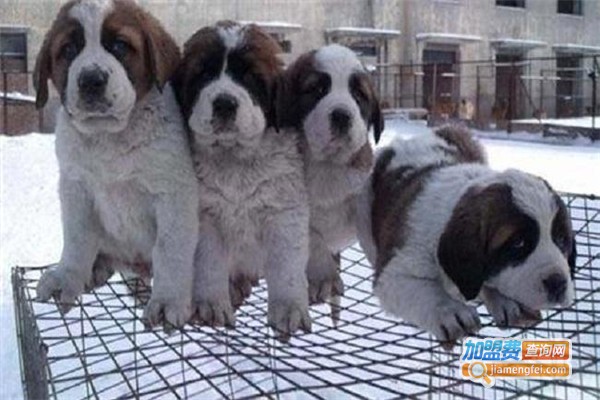 立新3A肉狗养殖加盟