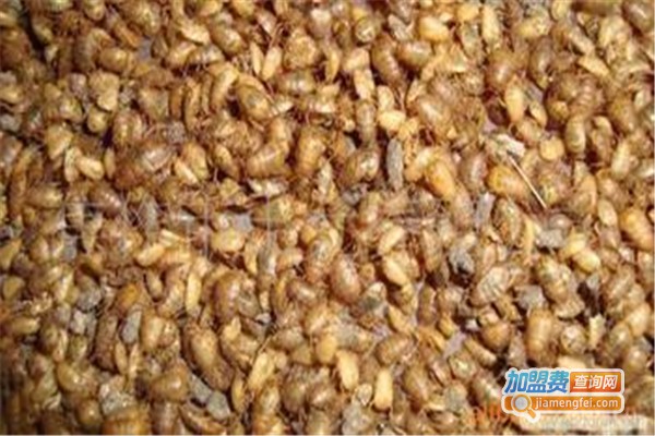 龙昌8号土元加盟费