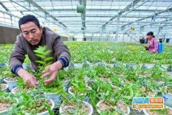神农8号石斛加盟费