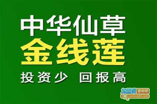 中华仙草金线莲加盟费