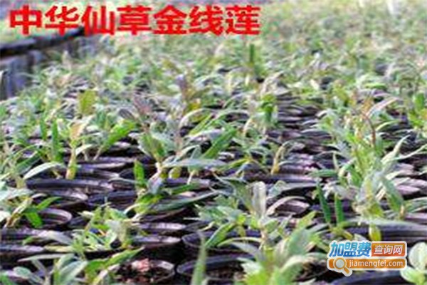 中华仙草金线莲加盟费
