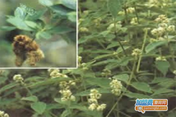 农科8号天麻种植加盟费