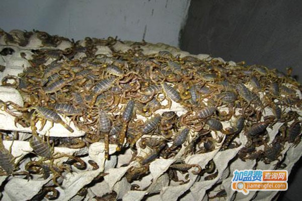 金大地药山王蝎养殖加盟门店