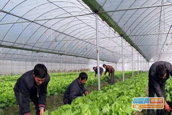 中农四季种植加盟门店