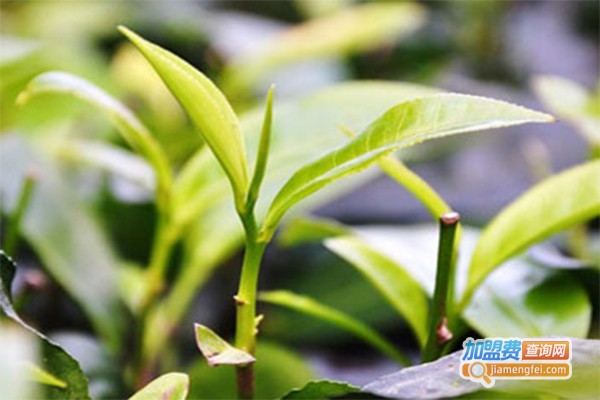 福建茶业加盟费