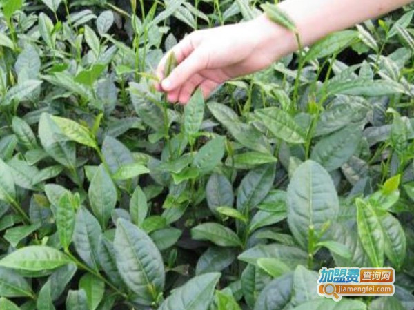 品茶汇加盟费