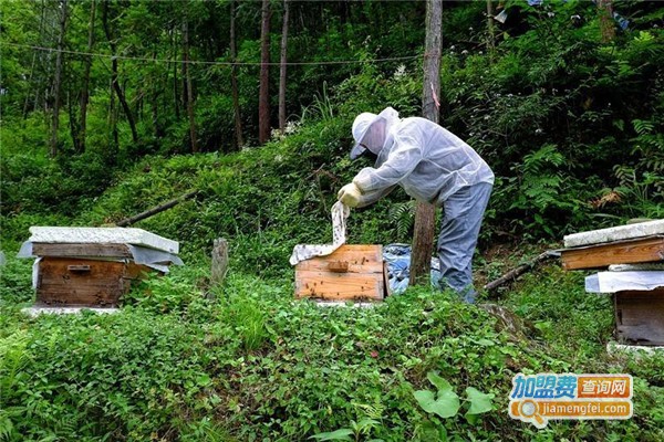 秦岭土寨蜂蜜加盟费