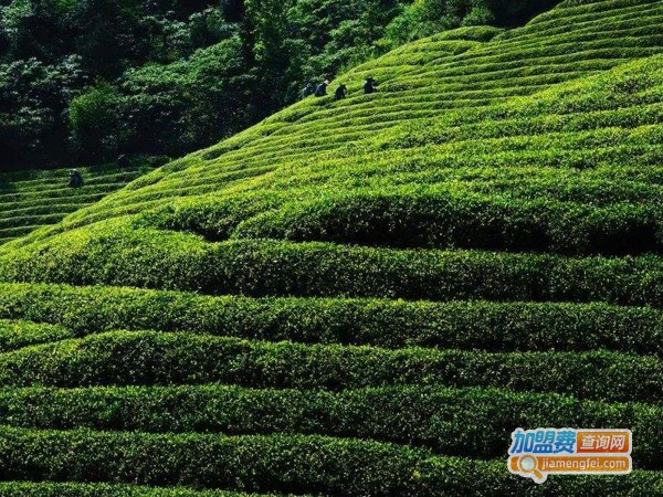 虔茶加盟费